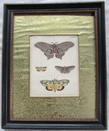 Vintage ENTOMOLOGY Print, Four 4 MOTH Illustrations, Appx 16' X 13,' Nicely Framed