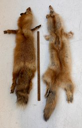2 Nice And Soft Red Fox Hide, Taxidermy