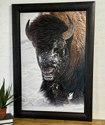 Windswept Bison By Renowned Photographer, Thomas D Mangelsen 52 X 37