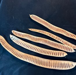 Fabulous Organic Royal Poinciana Seed Pods,  Quantity 5 ( Large)