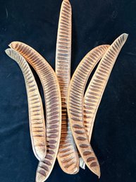 Fabulous Organic Royal Poinciana Seed Pods,  Quantity 5 ( Large)