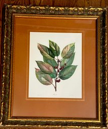 Lovely Matted And Framed Botanical