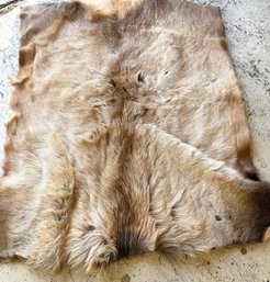 Authentic Large And Thick Elk Hide. Approx. 40 X 50