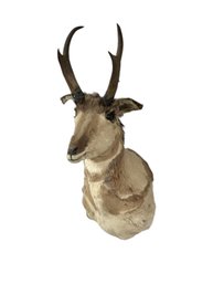 Antelope Mount Taxidermy Pronghorn.  36 High X 18.  Lots Of Personality