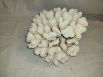Large White Coral
