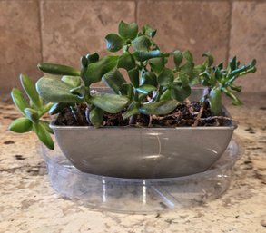 Jade Plant ((Crassula) (ovata)) Popular Succulent Houseplant
