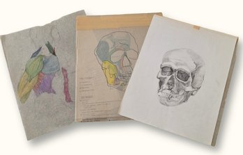 R1018 Vintage Medical Art Skull Muscle Anatomy Studies