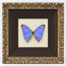 Beautiful Framed Morpho Sulkowski Butterfly Specimen (MR23)