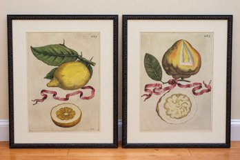 Botanical Hand-Colored Lemon Reproduction Engravings Attrib To Giovanni Battista Ferrari C.1646