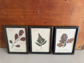Three Dry Leaf Mounts (G157)