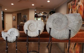 Three Stone Ammonite Fossils With Stands - Shippable