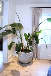 Live Bird Of Paradise Large Live Plant And Planter
