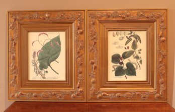 Botanics Prints With Lovely Frames- Shippable