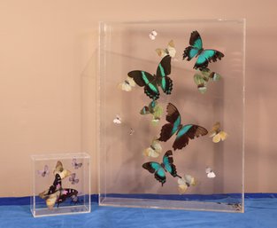 Fantastic Preserved Butterflies In Lucite Boxes - Signed And Shippable