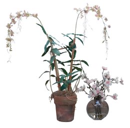 Decorative Orchids