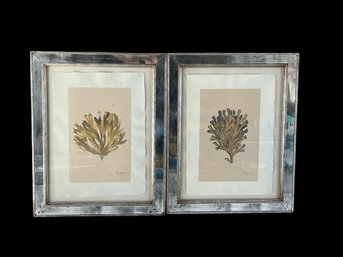 Pair Albertus Coral Collection