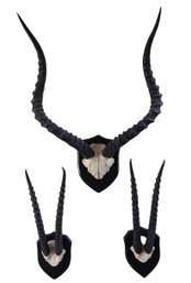 Collection Of Mounted Gazelle Horn Plaques-shippable