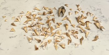 Vintage Collection Of Shark Teeth
