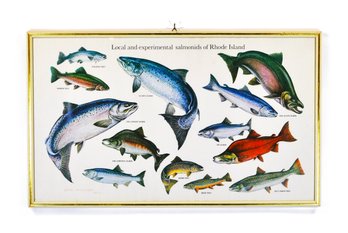 Framed 1970 Nina Williams ' Local And Experimental Salmonids Of Rhode Island' Scientific Illustration