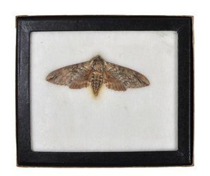 Framed Moth Display - Waved Sphinx (Ceratomia Undulosa) Real Specimen
