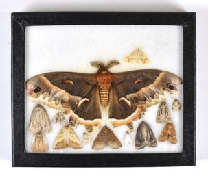 Framed Moth Display -  (Promethea Silkmoth) Real Specimen