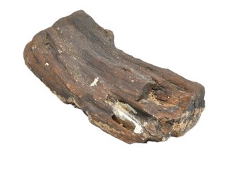 Large Petrified Wood Fossil Specimen