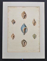 Antique Hand-Colored Shell Engraving - Buccinella Plate 27, Published 1810
