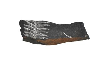 Fossil Fern Frond Impression In Black Shale