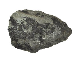 Large Black Tourmaline (Schorl) Crystal Specimen In Schist Matrix