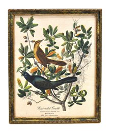 After John James Audubon's ' Boat-tailed Grackle' Framed Print