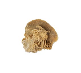 Natural Desert Rose Gypsum Crystal Formation Mineral Specimen