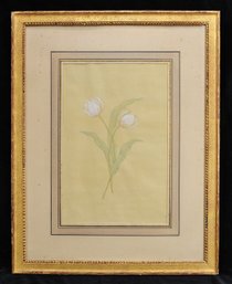 Framed Antique Botanical Watercolor Of White Tulips On Toned Paper