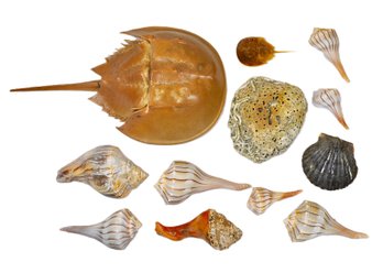 Natural History Collection - Horseshoe Crab Molt & Assorted Marine Shells