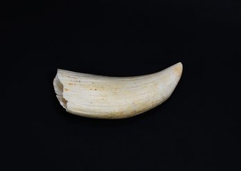 Antique 19th Century Whale Tooth