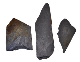 Fossilized Fern Imprints In Shale - Carboniferous Plant Fossils