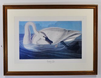 Large Vintage John Audubon ' Trumpeter Swan' Framed Print