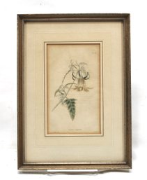 G. Loddiges (1819) Antique Original Botanical Engraving