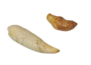 Antique Whale Tooth & Fossilized Reptile Tooth