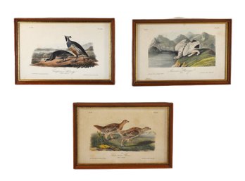Set 3 Antique 19th C. J.J. Audubon Bird Prints