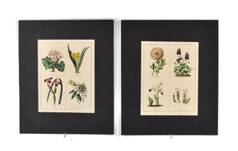 Benjamin Maund (1790-1863) Pair Botanical Engravings From The Botanic Garden