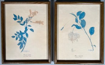 Pair Of Framed Botanical Prints