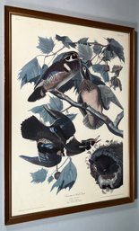 Framed Print Of Wood Ducks By John James Audubon