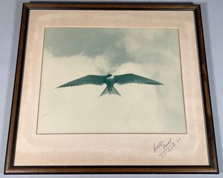 Framed Photograph Of A Bird In Flight