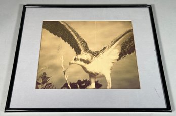 Framed Sepia-Toned Photograph Of A Bird In Flight