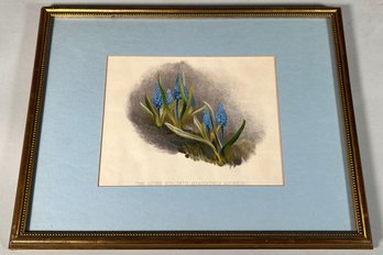 Framed Botanical Illustration Of The Azure Hyacinth