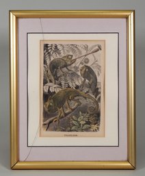 Joseph Meyer 1796-1856) Chameleons Original Chromolithograph