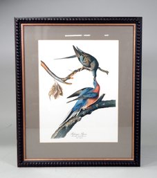 Vintage ' Columba Migratoria' Bird Print