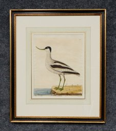 Eleazar Albin (1690 - 1742) Original Bird Engraving