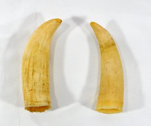 Pair Antique 19th Century Whale Teeth