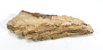 Natural Petrified Wood Specimen